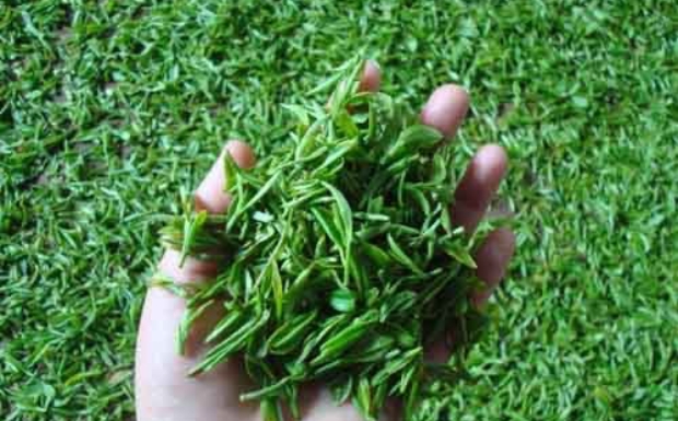 惠明茶.jpg 惠明茶.jpg