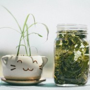 双井绿是绿茶吗