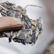 白牡丹茶