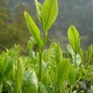 永川秀芽