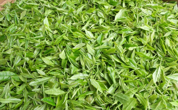 桂东玲珑茶.jpg 桂东玲珑茶.jpg