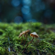 江西狗牯脑茶属于什么茶