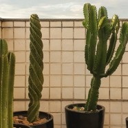 玉泉仙人掌茶