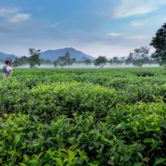 桐城小花茶