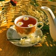 天山绿茶的功效与作用