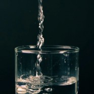 江山绿牡丹
