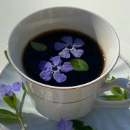 水仙茸勾茶水仙属于什么茶