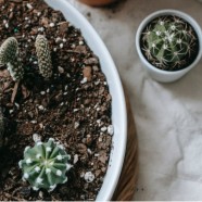 仙人掌茶特点