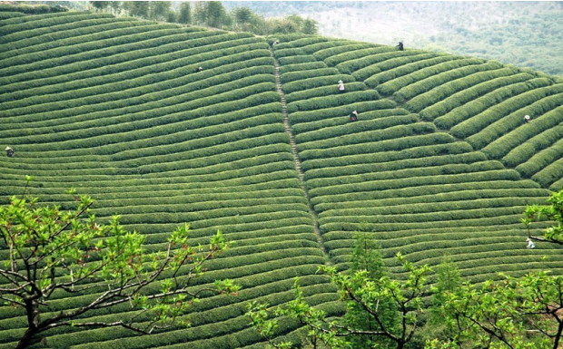 宁红工夫茶产地.png