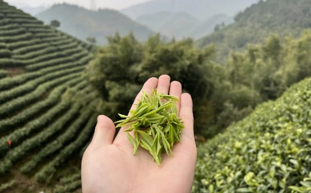 安吉白茶.jpg 安吉白茶.jpg