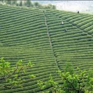 宁红工夫茶产地