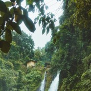 天山绿茶