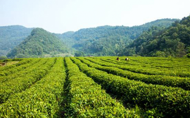 远安黄茶产地.png