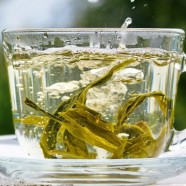 仙人掌茶价格