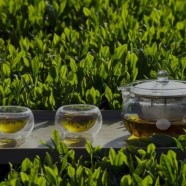 桐庐天尊贡芽品种特征