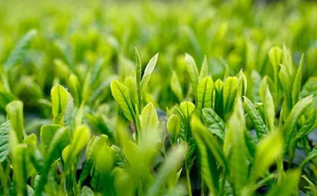 水仙茸勾茶9.jpg