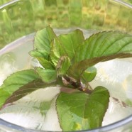 南京雨花茶怎么样