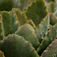 经常喝仙人掌茶对身体的12个好处