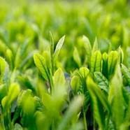 喝水仙茸勾茶有什么好处