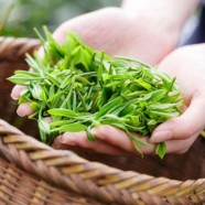 冲泡普龙茶需要洗茶吗