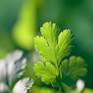 西湖龙井需要洗茶吗