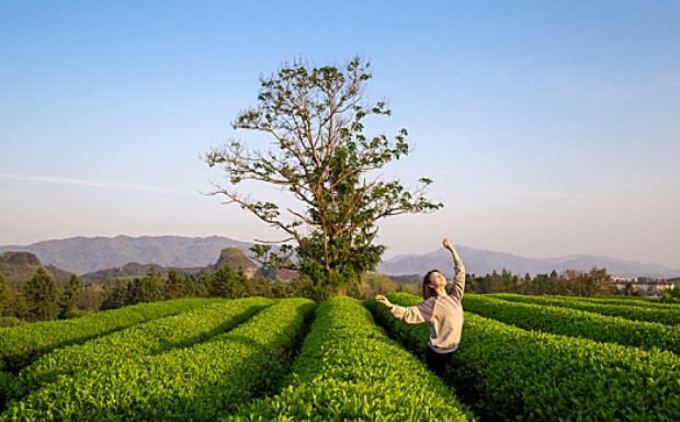 江山绿牡丹茶是红茶吗.jpg