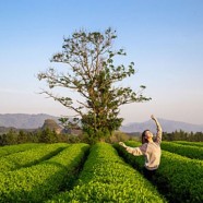 江山绿牡丹茶是红茶吗