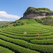 桂东玲珑茶的生长环境