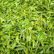 苍山雪绿有哪些加工工艺