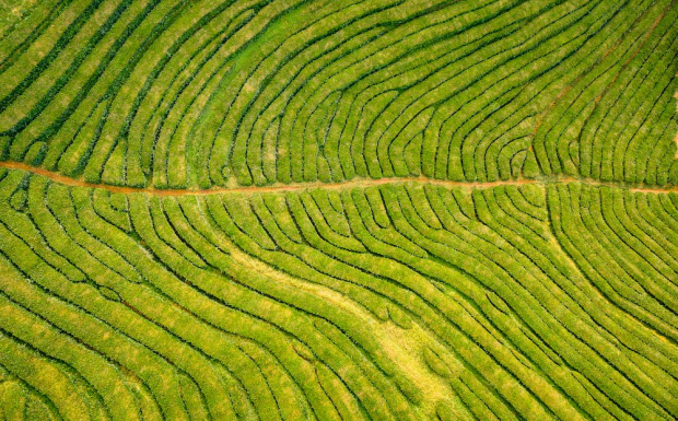 莓茶哪里产的最正宗