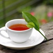 什么是蒙顶茶