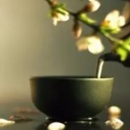 黄竹白毫生长环境如何