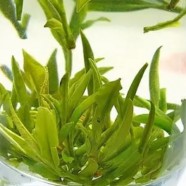永川秀芽什么时候喝最好