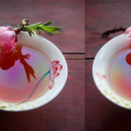 日照红梅茶多少钱一斤