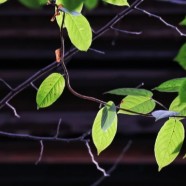 西湖龙井茶怎么样
