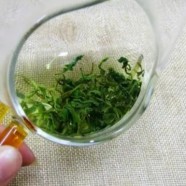 鸠坑毛尖的泡法