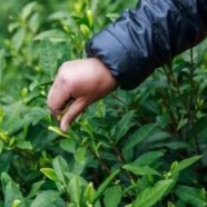 碧螺春茶叶产地