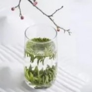 午子仙毫茶的特征与功效