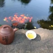 建德苞茶冲泡多久