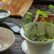 敬亭绿雪是绿茶吗