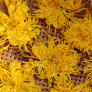 金丝皇菊