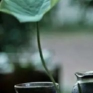 永川秀芽怎么区分好坏