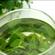 苦丁茶和什么搭配最好