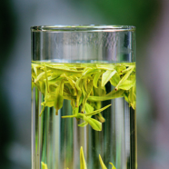 宁波白茶和安吉白茶哪个好喝