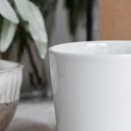 仙人掌茶是仙人掌泡的茶吗