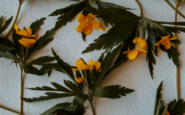 桂花茶能减肥吗.png
