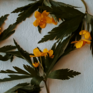 桂花茶能减肥吗