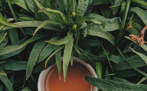 麻姑茶的效用以及功效.jpg 麻姑茶的效用以及功效.jpg
