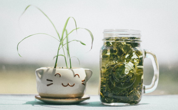 乌龙茶和普洱茶哪个减肥效果好.png 乌龙茶和普洱茶哪个减肥效果好.png