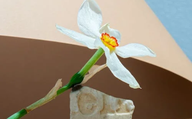 白兰花茶可以长期喝吗.png 白兰花茶可以长期喝吗.png